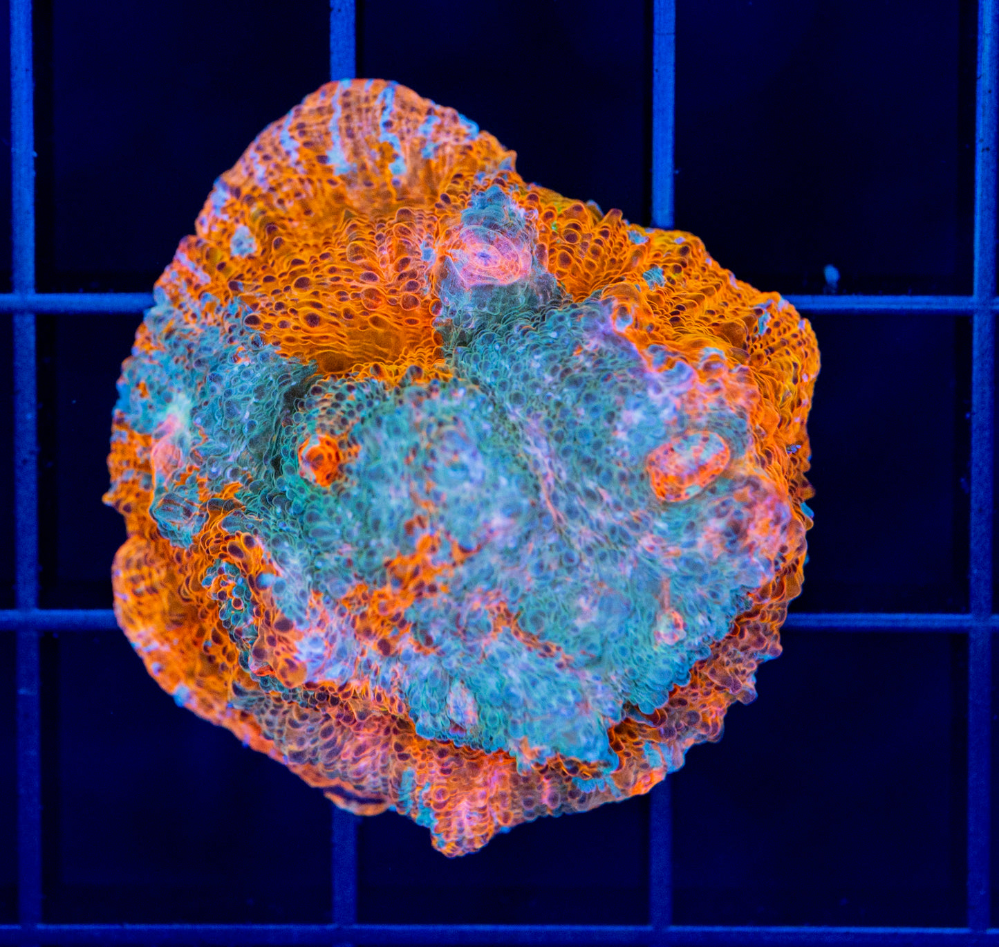 Goku Chalice - WYSIWYG