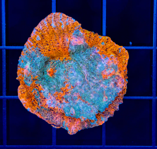 Goku Chalice - WYSIWYG