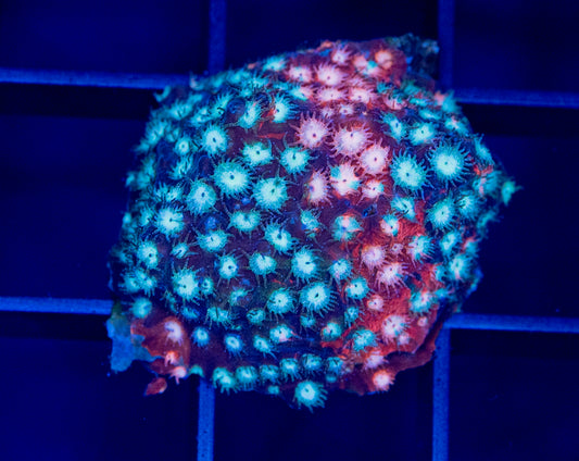 Fender Bender Cyphastrea - WYSIWYG 1