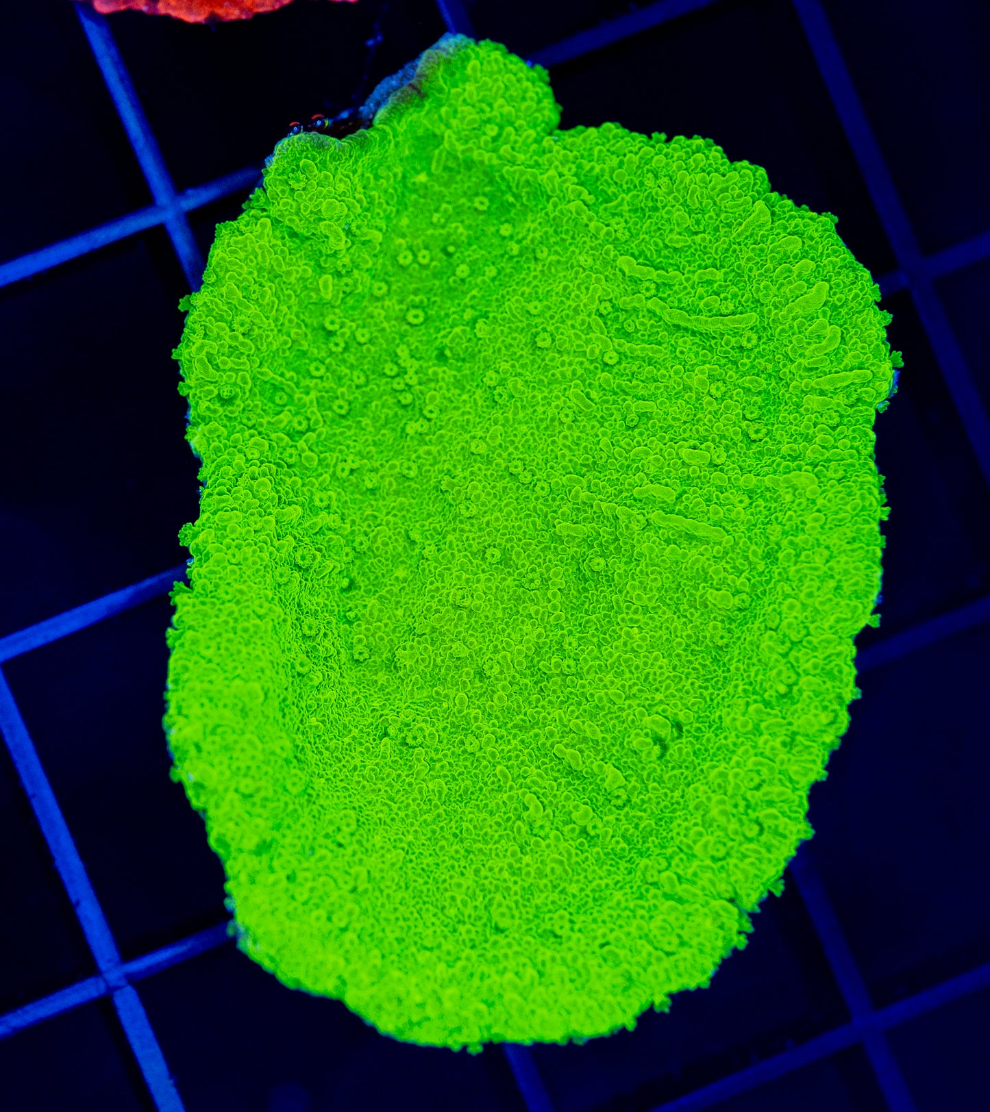 Kryptonite Monti - WYSIWYG 1