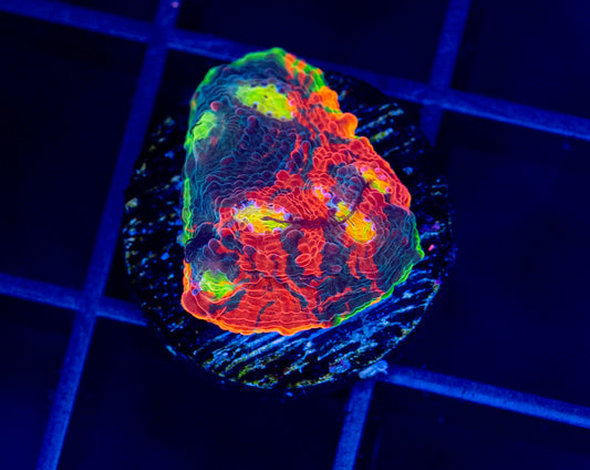 RAS Galactic Acid Chalice - WYSIWYG 1