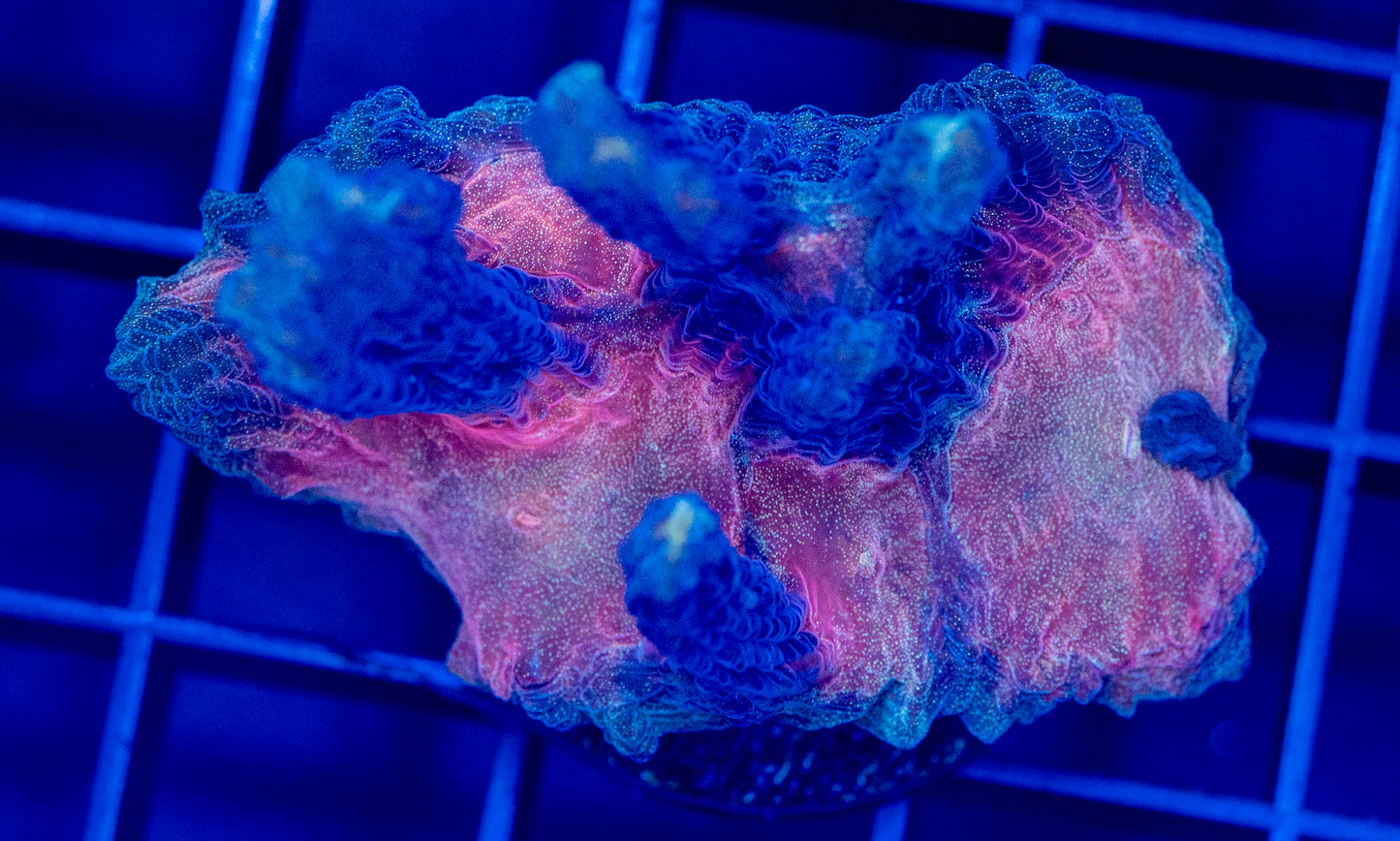 Rainbow Glitter Pectinia - WYSIWYG