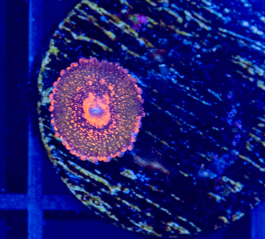 Azzkrak Zoa - WYSIWYG