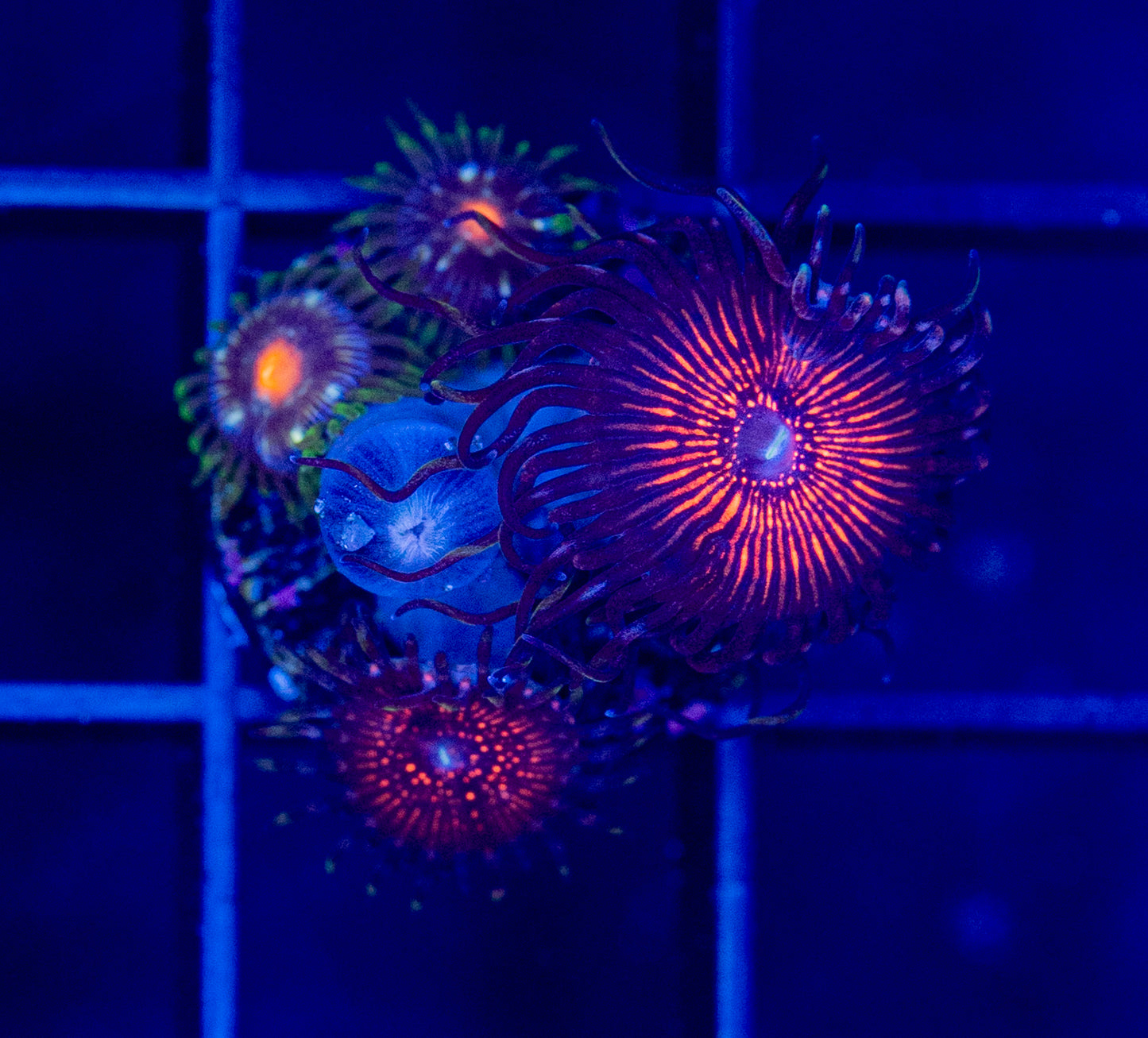 Stranger Things Zoa Combo - WYSIWYG 2