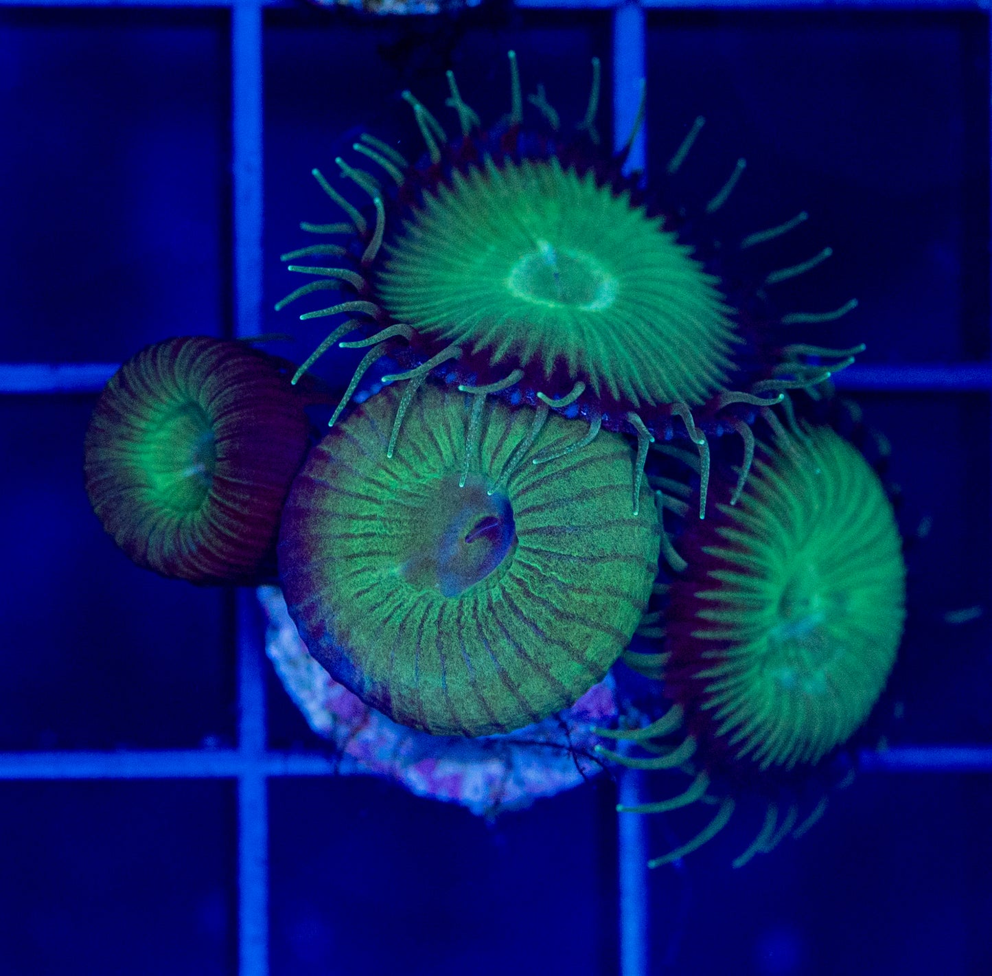 Nuclear Paly - WYSIWYG