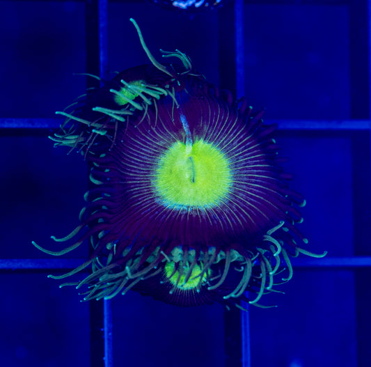 Verde Eye Paly - WYSIWYG