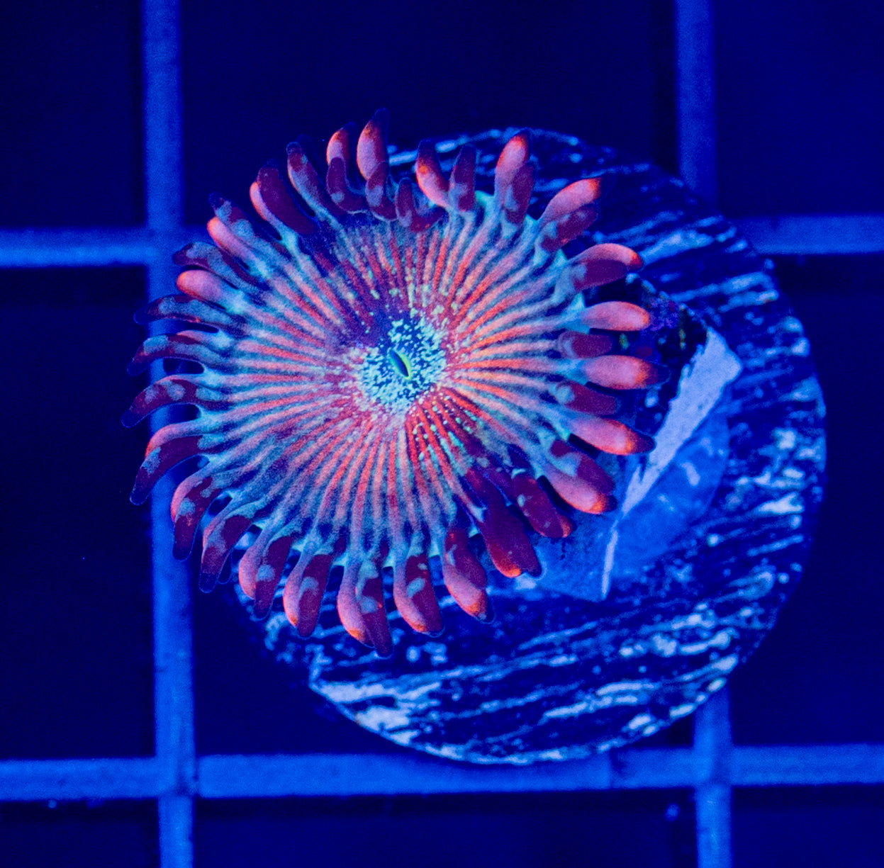 White Zombie Zoa - WYSIWYG