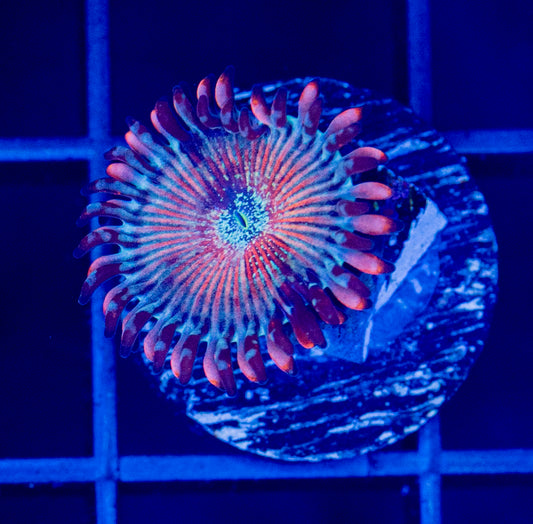 White Zombie Zoa - WYSIWYG