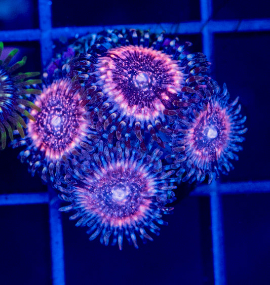 Pink Zippers Zoa - WYSIWYG