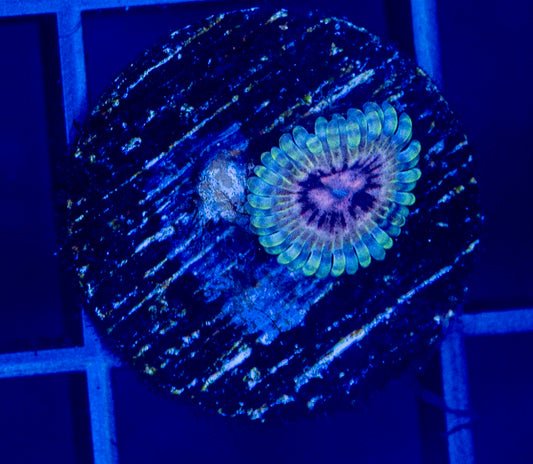 White Walker Zoas - WYSIWYG 2