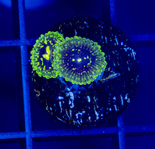 Exosphere Zoas - WYSIWYG