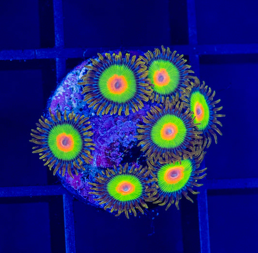 Rasta Zoas - WYSIWYG 1