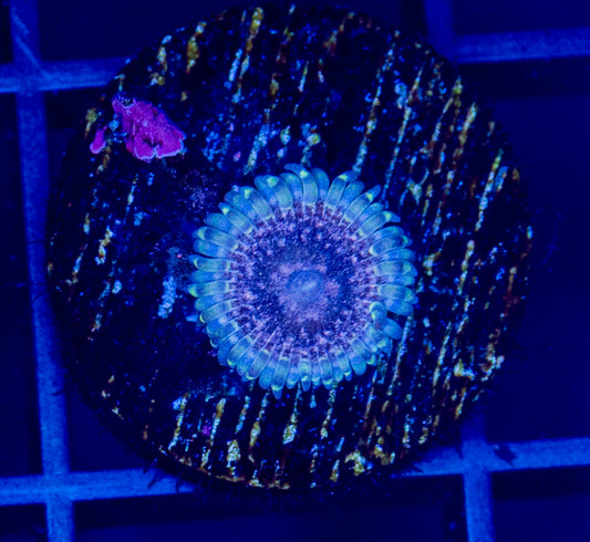 Space Orgasm Zoa - WYSIWYG