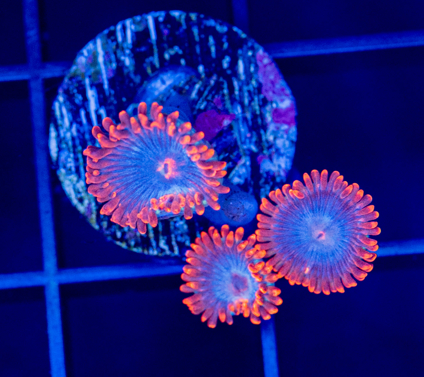RAS UF Gator Zoas - WYSIWYG