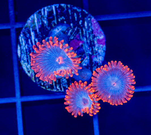 RAS UF Gator Zoas - WYSIWYG