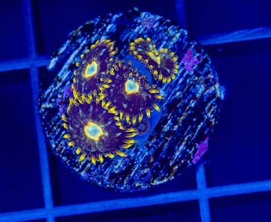 Murder Hornets Zoas - WYSIWYG