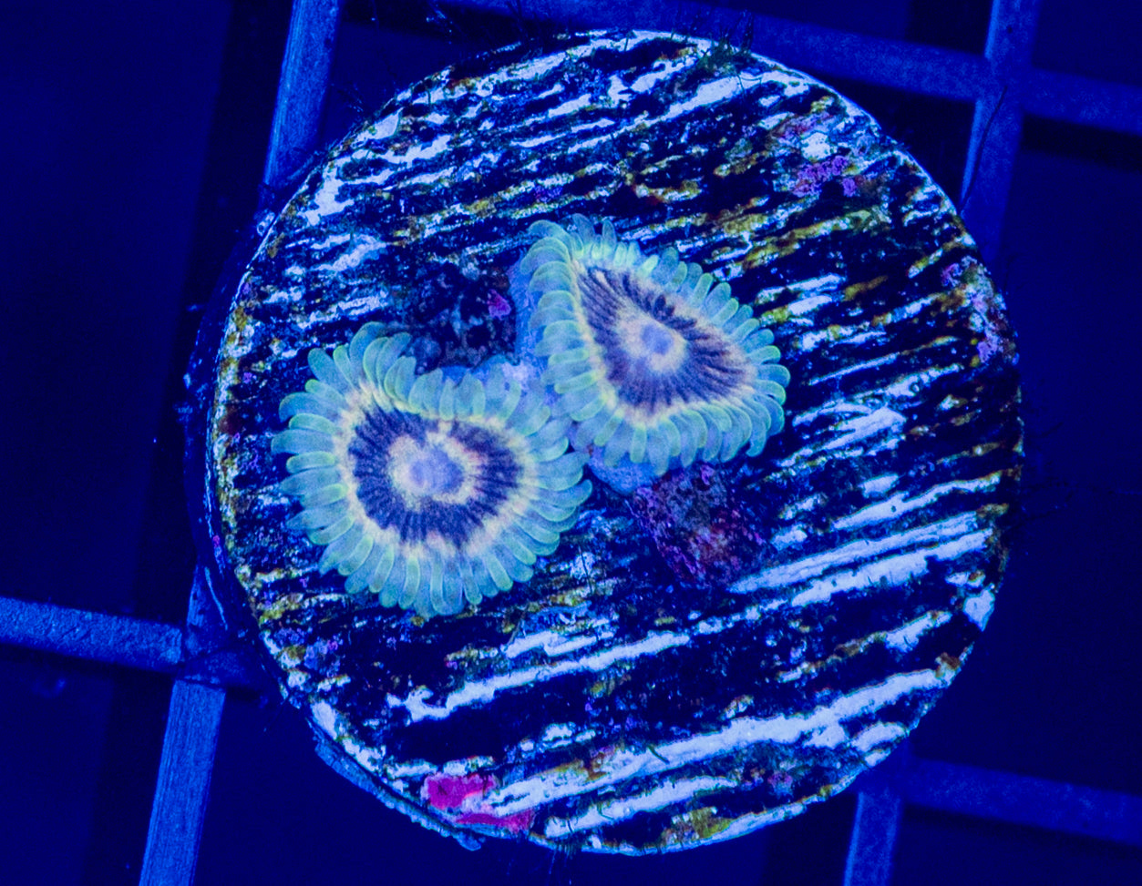 White Walker Zoas - WYSIWYG