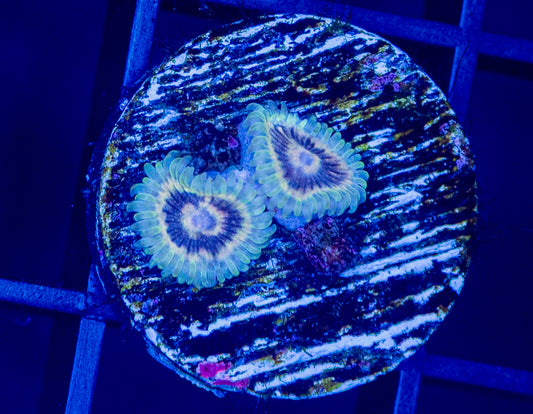 White Walker Zoas - WYSIWYG