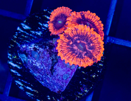 Utter Chaos Zoas - WYSIWYG