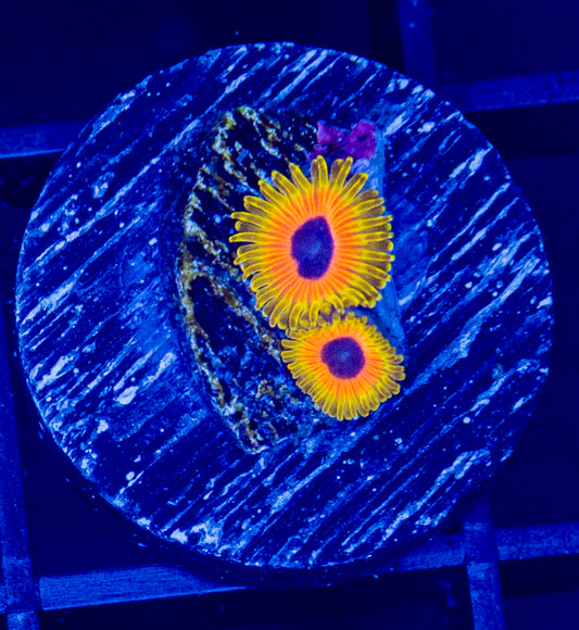 Great Owl Zoas - WYSIWYG 1