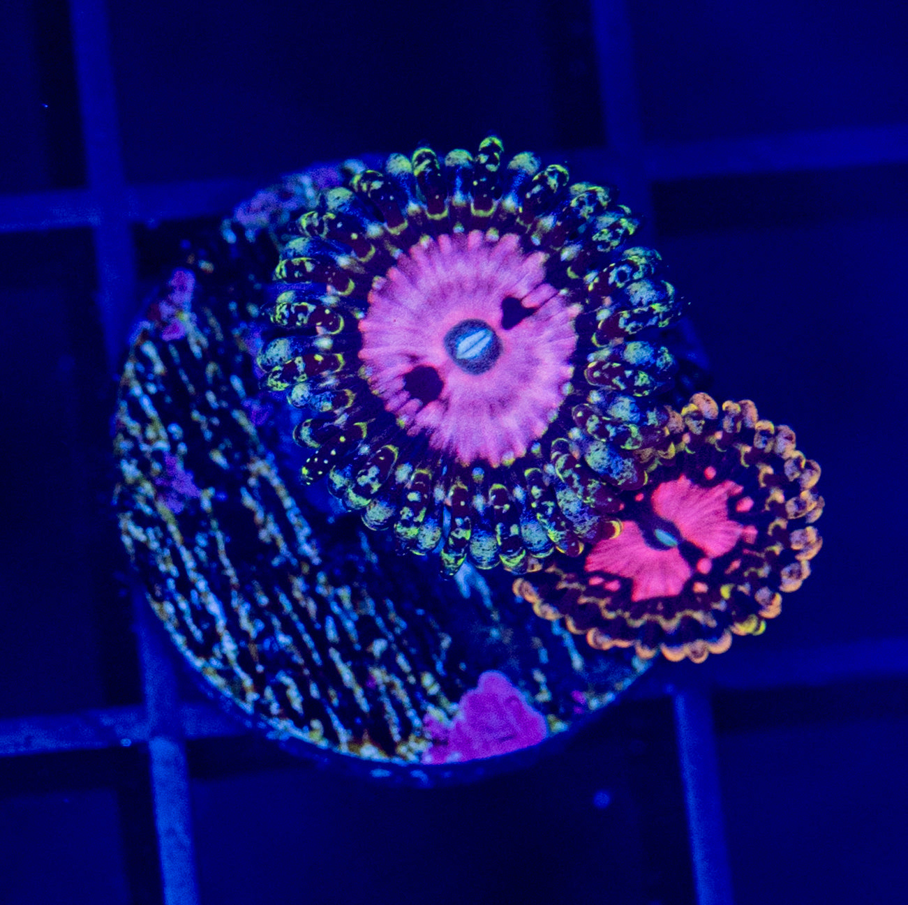 Pink Diamonds Zoa - WYSIWYG