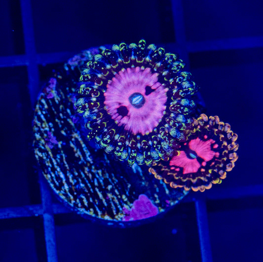 Pink Diamonds Zoa - WYSIWYG