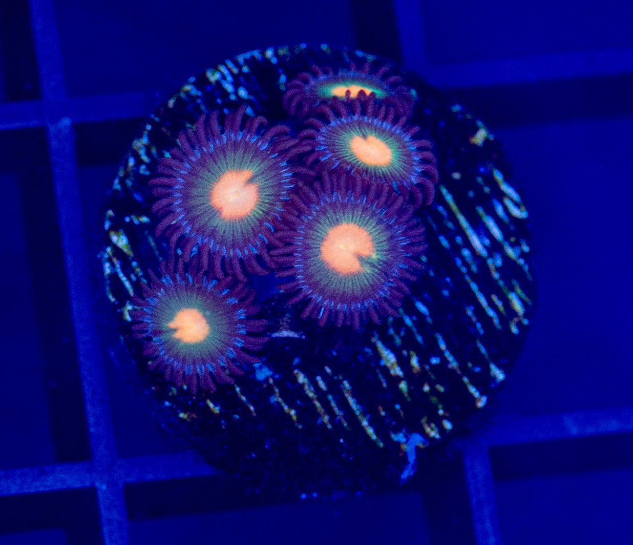 Gorilla Nipples Zoa - WYSIWYG