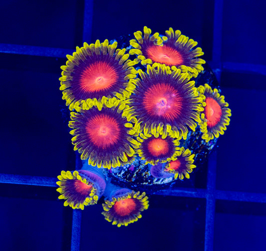 Yellow Brick Road Zoas - WYSIWYG