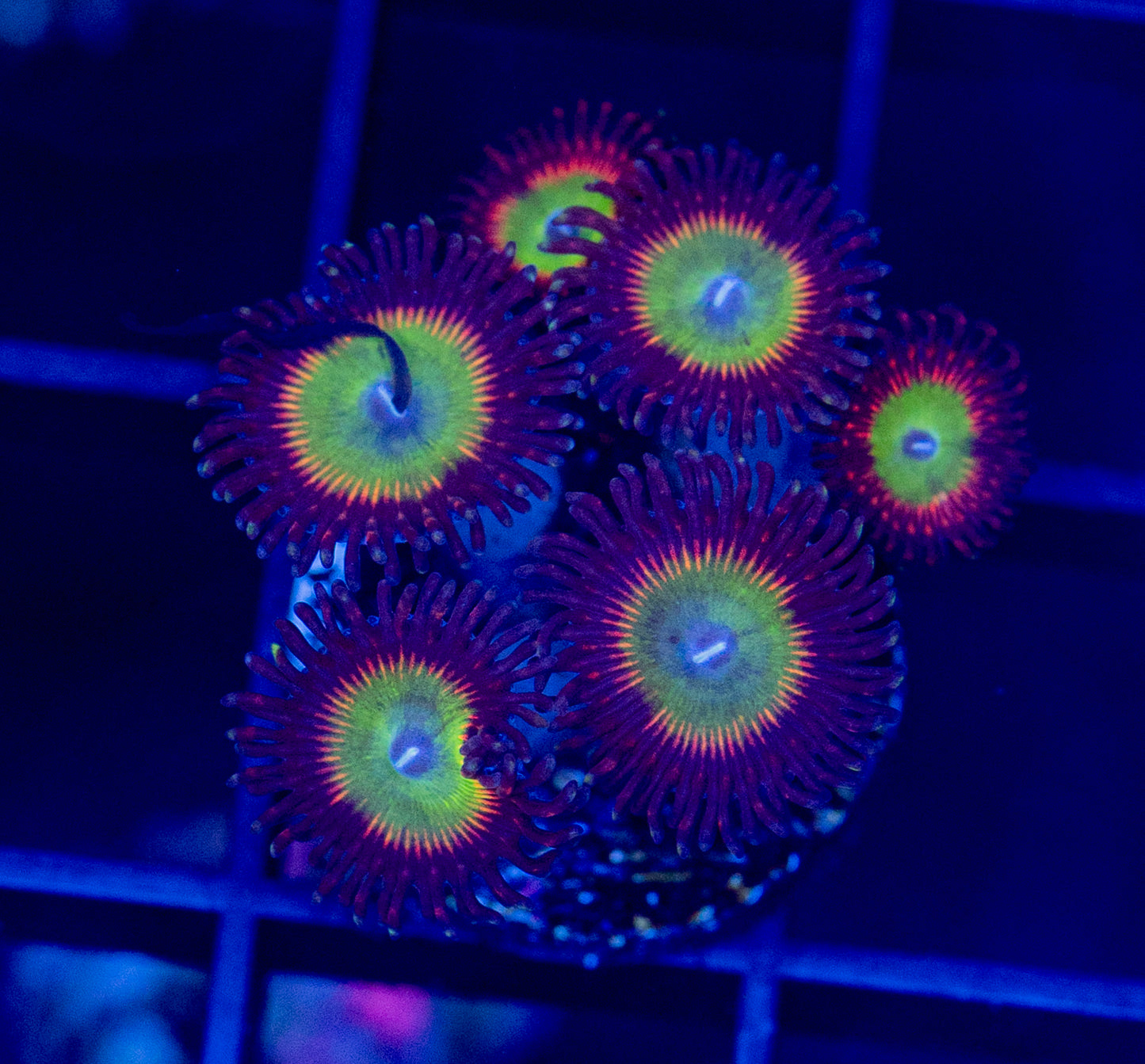 Candy Apple Reds Zoas - WYSIWYG