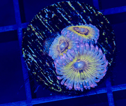 Chiquita Zoa - WYSIWYG