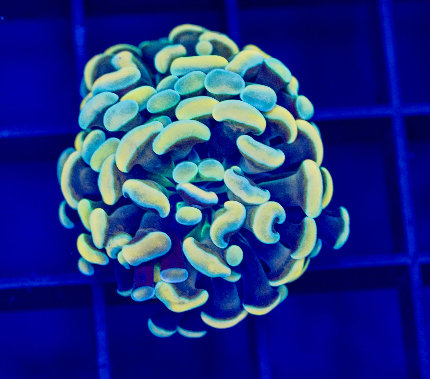 Gold Hammer - WYSIWYG 1