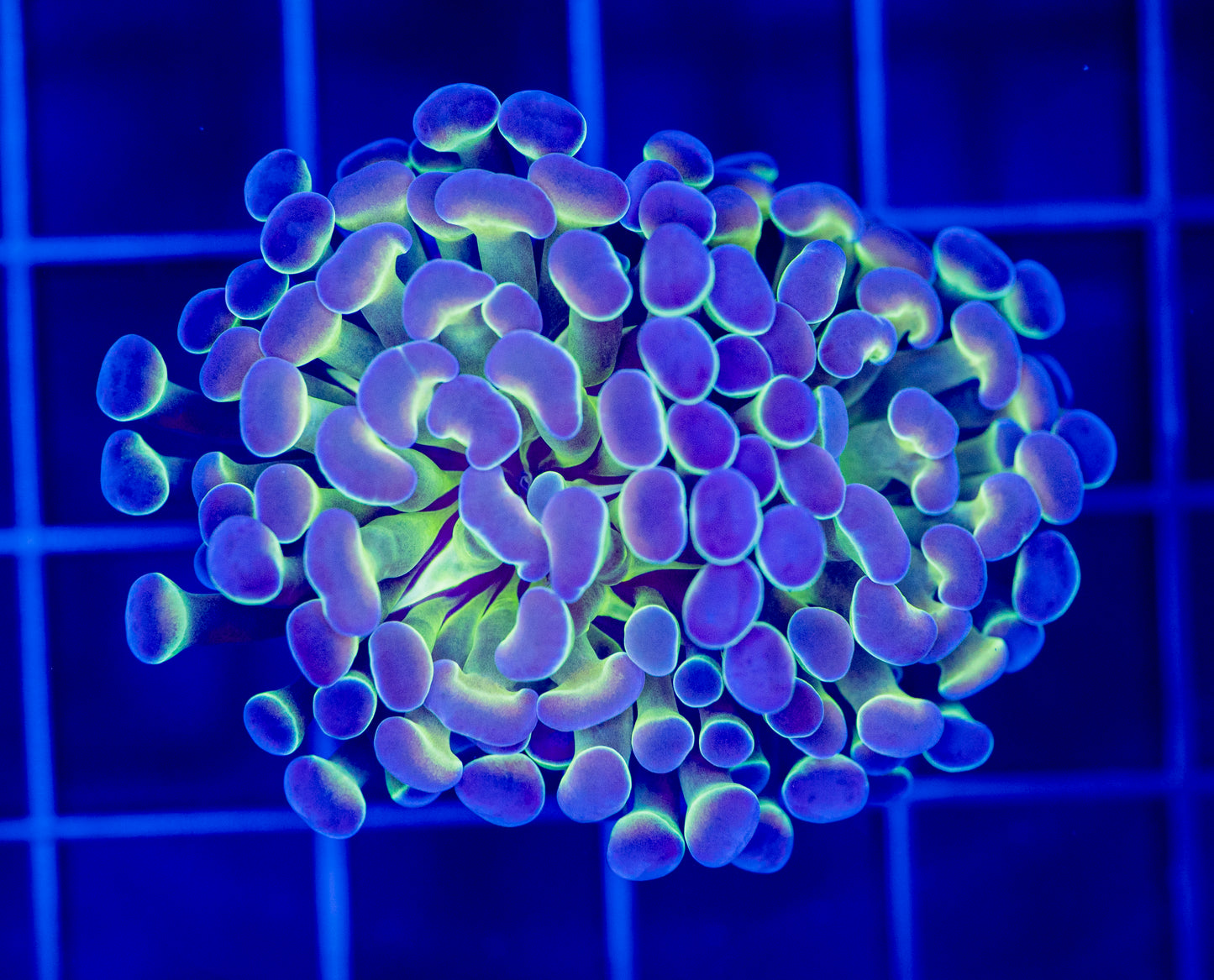 Hologram Hammer - WYSIWYG 1