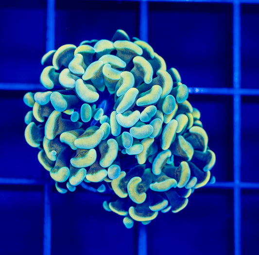 Rainbow Gold Hammer - WYSIWYG