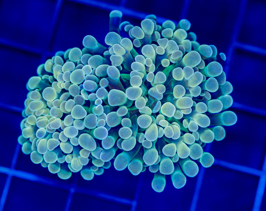 Grail Hammer - WYSIWYG