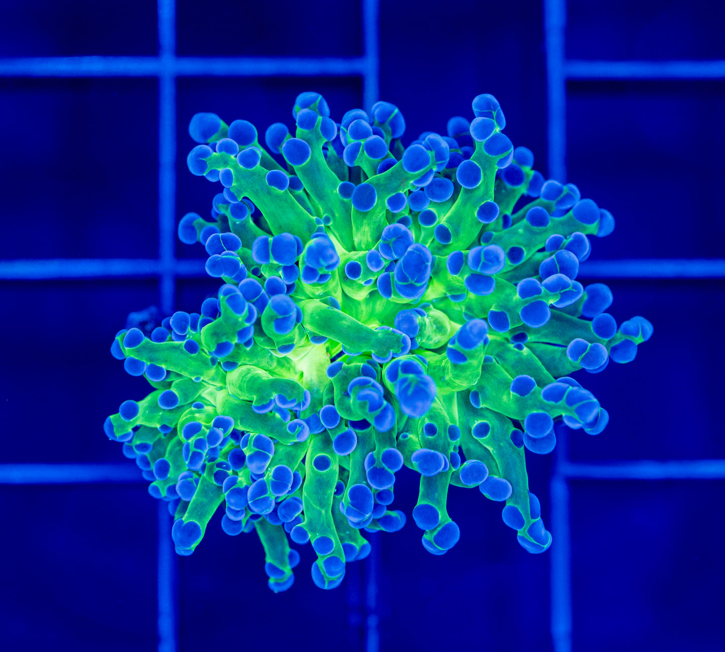 Bicolor Frogspawn - WYSIWYG