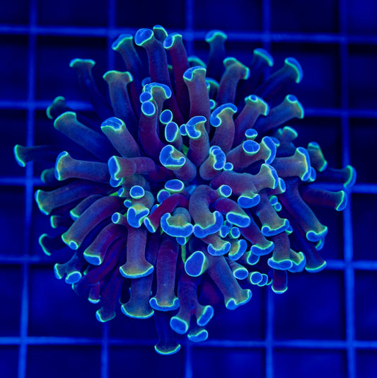 Blue Hologram Hammer - WYSIWYG