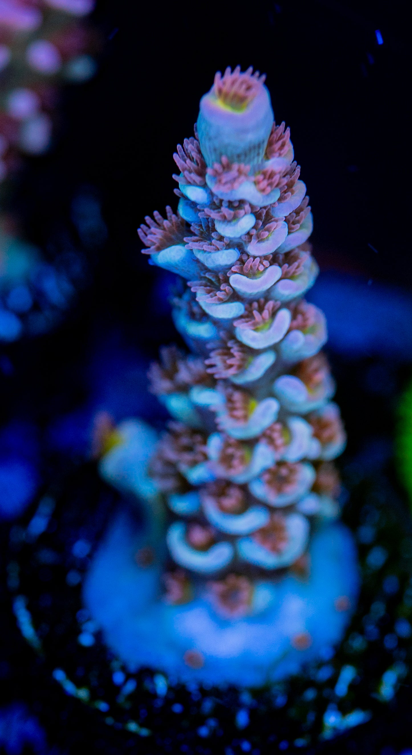 RAS Angry Birds - WYSIWYG