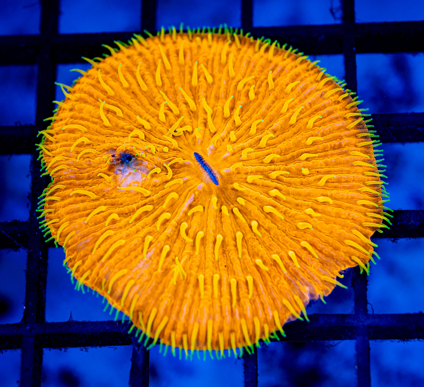 Plate Coral 02 - WYSIWYG