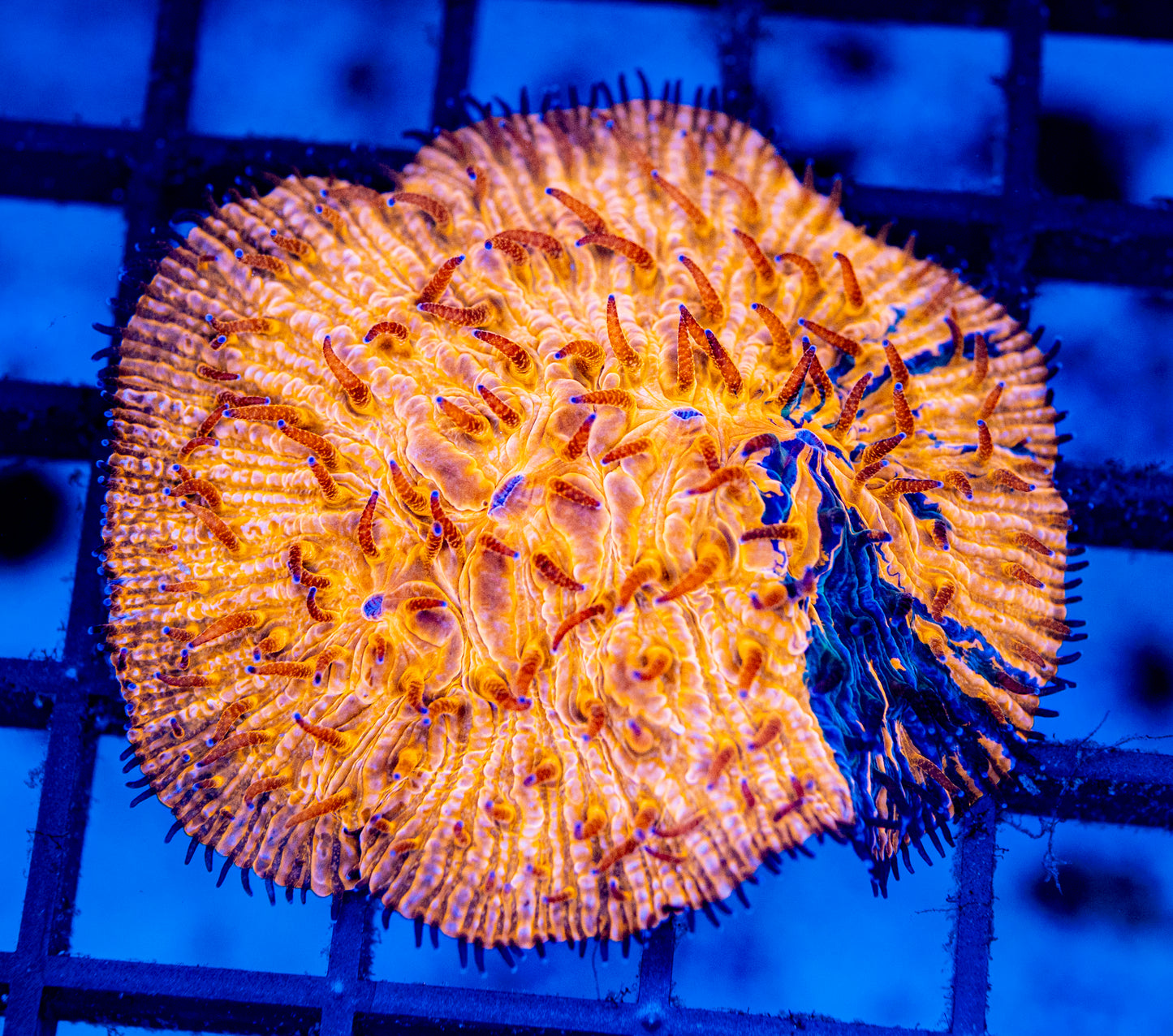 Plate Coral 03 - WYSIWYG