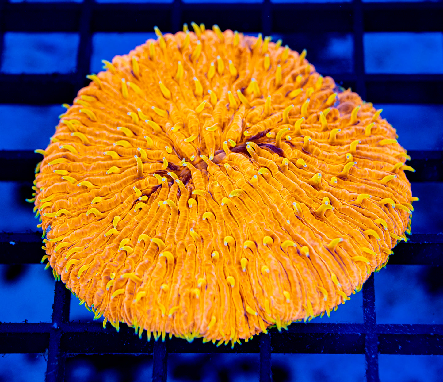 Plate Coral 05 - WYSIWYG