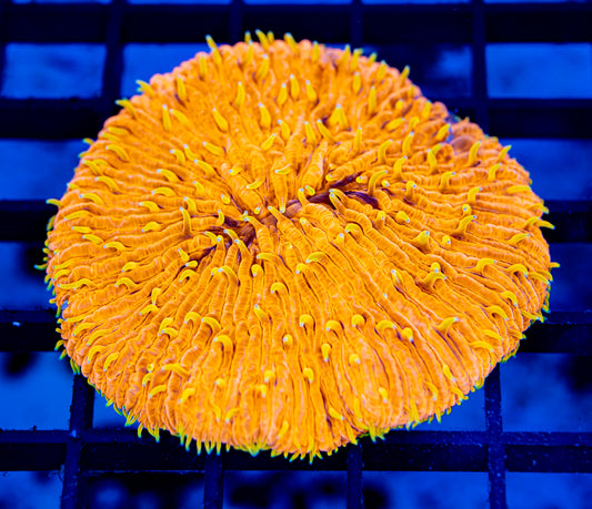 Plate Coral 05 - WYSIWYG