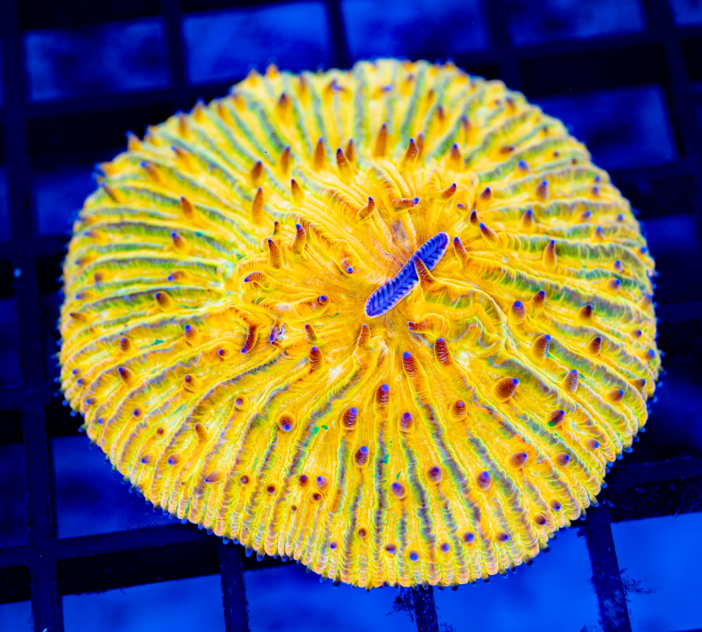 Plate Coral 06 - WYSIWYG