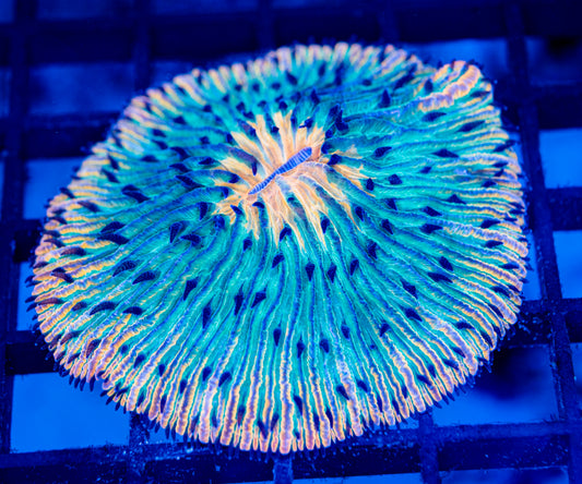 Plate Coral 08 - WYSIWYG