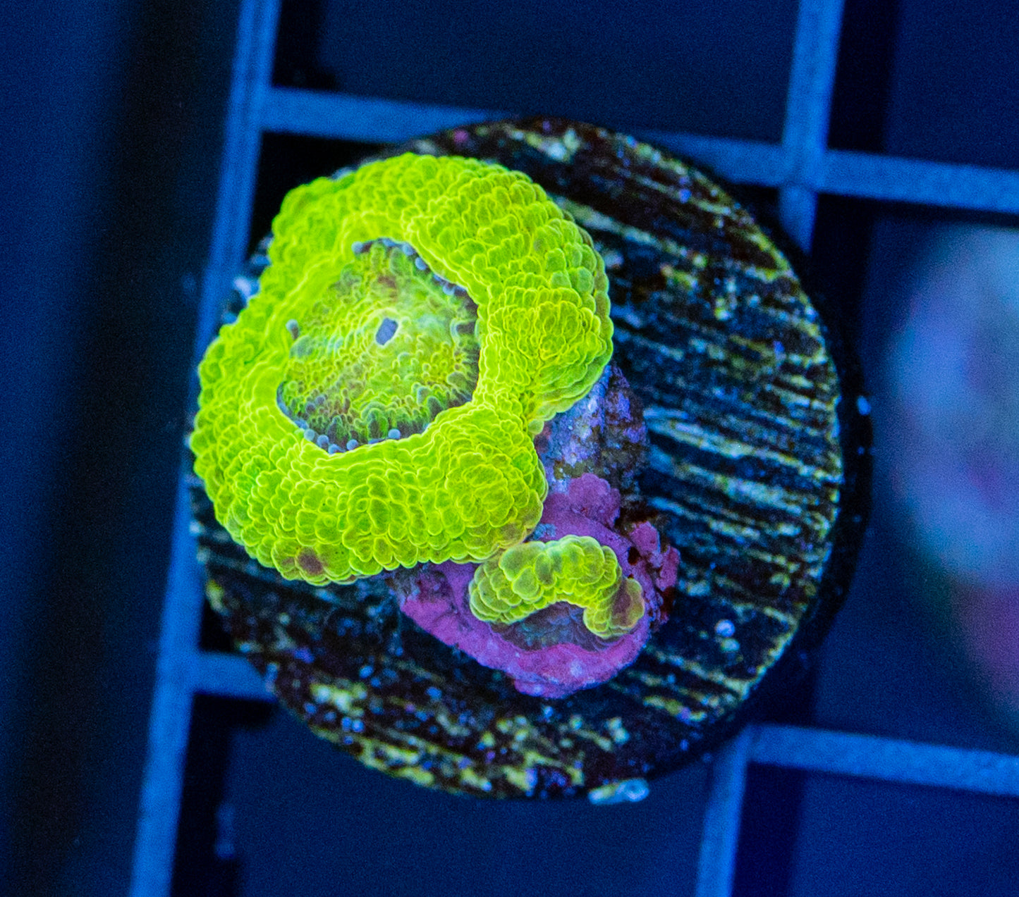 Acan
