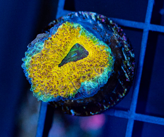 RAS Golden ring Acan