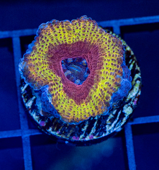 Acan