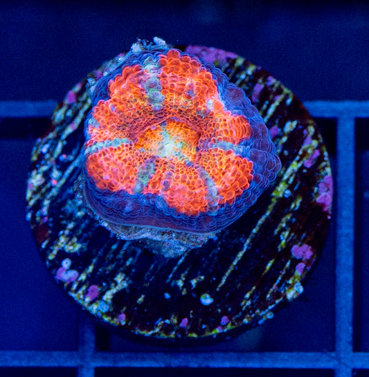 Acan Frag #4