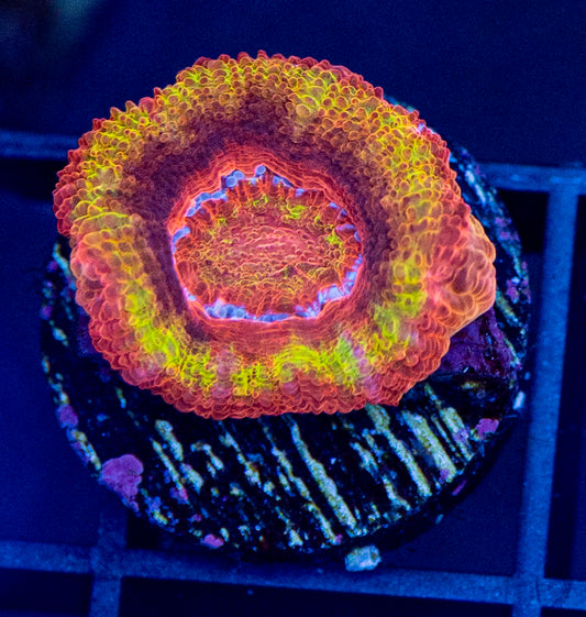 RAS Hot Lava Acan