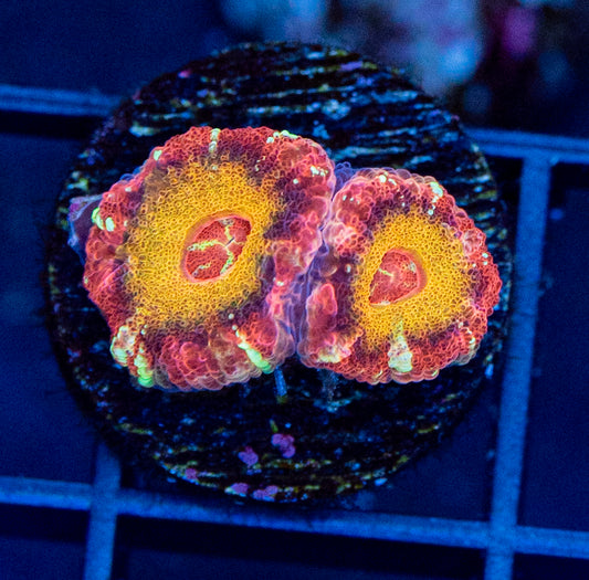 RAS Asian Hornet Acan