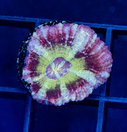 Asian Acan